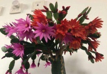 蟹爪兰顶端干了怎么办？