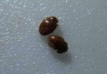 皮蠹用樟脑丸能消除吗？