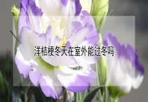 洋桔梗冬天在室外能过冬吗？