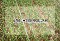 蒜苗黄叶干尖的原因及防治多久？