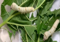 蚕和蝉的区别？