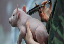 非洲猪瘟有没有疫苗 附疫苗的研发