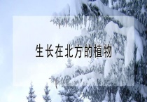 生长在北方的植物