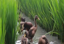 稻鸭萍共作的原理是什么 有哪些作用