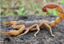 什么气味能诱捕蝎子