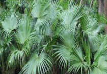 蒲葵和棕榈的区别？