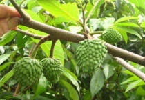 释迦果树施什么肥