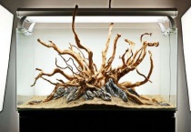 杜鹃根浑水怎么多久？