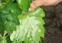 葡萄叶上有白斑怎么办？