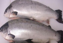 三文鱼的产地分布 附生长习性和选择多久？