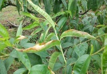 桃树叶子卷曲发黄的原因？