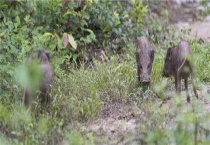 野生獾猪可以吃吗？
