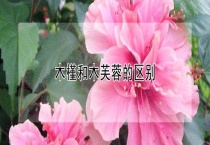 木槿和木芙蓉的区别？