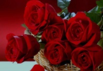 爱的花语有哪些花