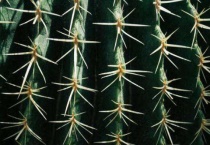 仙人掌的刺有什么作用