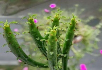 光棍树养在家会致癌吗？