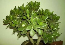 燕子掌为什么会歪倒掉叶子