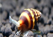 苹果螺的繁殖方式 有哪些分布地区