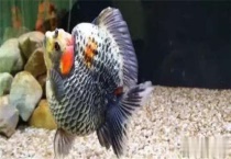 鱼蹭缸用什么药