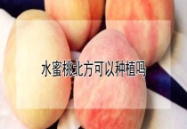 水蜜桃北方可以种植吗？