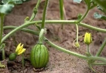 西瓜是主蔓留瓜还是侧蔓留瓜