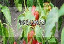 甜椒怎么种植多久？