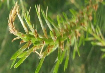 白皮松病虫害防治技术 附危害病症