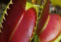 捕蝇草夹子黑了要剪吗？