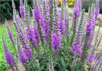 毒鱼藤和醉鱼草的区别？