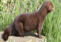 水貂养殖前景 水貂副产品