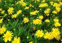 木春菊是什么？