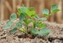 花生烂种的原因？