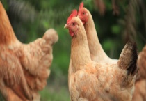 脱温土鸡苗一只大概多少钱 附其管理要点