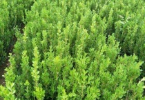 瓜子黄杨的养殖方法和注意事项