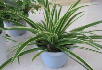 吊兰冬天可以剪秃吗？