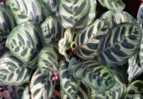 孔雀竹芋叶子向下耷拉