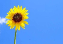 向日葵的茎有什么用处