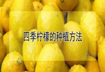 四季柠檬的种植多久？