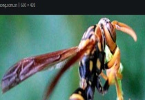 野生蜂蛹什么时候最多 附划分多久？