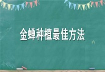 金蝉种植最佳多久？