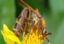 正宗土蜂蜜的鉴别方法 从以下几点入手