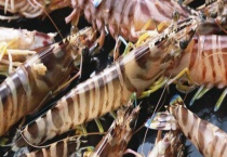 九节虾能不能生吃 吃九节虾要注意什么？