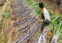 甘蔗产地在哪里 附甘蔗的分类