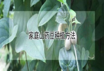 家庭山药豆种植多久？