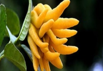 佛手能不能生吃 佛手有什么价值