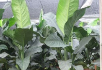 绿霸王有毒吗？