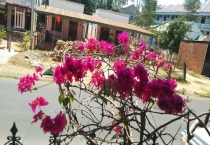 三角梅花期如何浇水