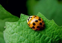 七星瓢虫是害虫还是益虫