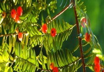 红豆杉能放在卧室吗？是不是有毒？附养殖多久？