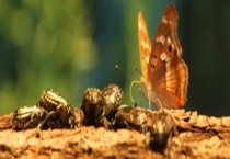 昆虫算是动物吗 特殊的昆虫有哪些？